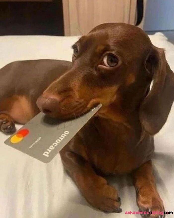 ảnh meme chó bựa hài hước nhất